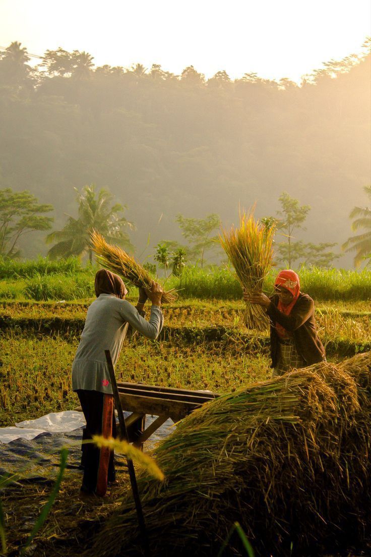 From Farm to Fork: Discovering Organic Tourism in the Mid-Hills